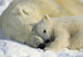 1 605 Komar Polar Bears Carta Da Parati 184X127cm 1 Del | Yourdecoration.it