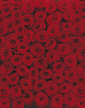 4 077 Komar Roses Carta Da Parati 194X270cm 4 Pannelli | Yourdecoration.it