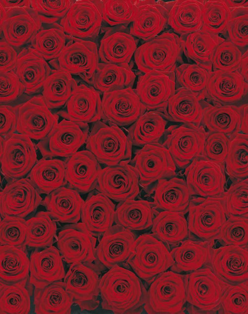 4 077 Komar Roses Carta Da Parati 194X270cm 4 Pannelli | Yourdecoration.it