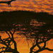 4 501 Komar African Sunset Carta Da Parati 194X270cm 4_265B0C34 34E2 4B60 954E C155Aae758A5 | Yourdecoration.it