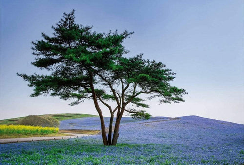 5034 8 Wizard_Genius Tree In Blue Flower Field In Japan Carta Da Parati In Tessuto Non Tessuto 384X260cm 8 Strisce_Aa9B2086 2F12 426E A382 8Eb12Ed1Ba1C | Yourdecoration.it