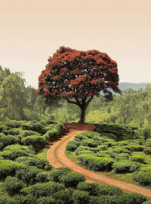 5036 4 Wizard_Genius Red Tree And Hills In Sri Lanka Carta Da Parati In Tessuto Non Tessuto 192X260cm 4 Strisce | Yourdecoration.it