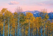 5066 8 Wizard_Genius Birches And Mountains Carta Da Parati In Tessuto Non Tessuto 384X260cm 8 Strisce_B3A23592 Bbe7 4Ed2 8A3B C6B6Af7B2F2A | Yourdecoration.it