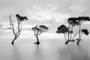 5095 8 Wizard_Genius Trees In The Still Water Carta Da Parati In Tessuto Non Tessuto 384X260cm 8 Strisce_Ac2Ef83D 8Fc6 4Cce A801 7C23D49A2F30 | Yourdecoration.it