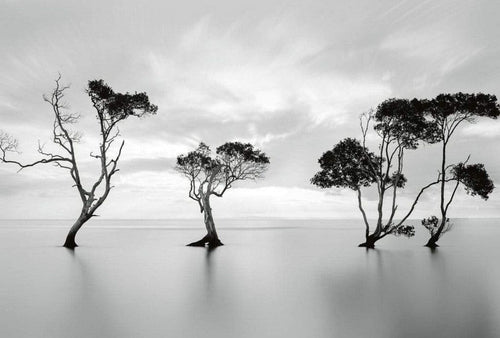 5095 8 Wizard_Genius Trees In The Still Water Carta Da Parati In Tessuto Non Tessuto 384X260cm 8 Strisce_Ac2Ef83D 8Fc6 4Cce A801 7C23D49A2F30 | Yourdecoration.it