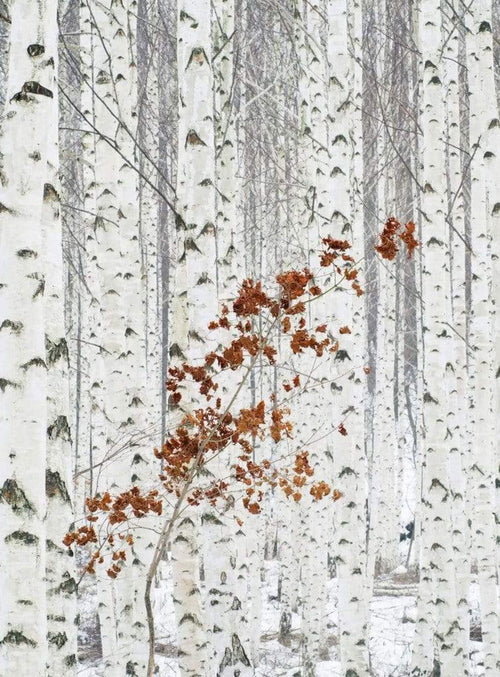 5104 4 Wizard_Genius White Birch Forest Carta Da Parati In Tessuto Non Tessuto 192X260cm 4 Strisce | Yourdecoration.it