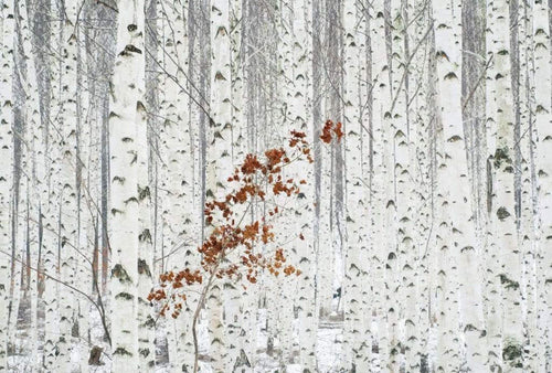 5104 8 Wizard_Genius White Birch Forest Carta Da Parati In Tessuto Non Tessuto 384X260cm 8 Strisce_668B1A5D 04B5 4775 B1B3 5Def78F84Fce | Yourdecoration.it