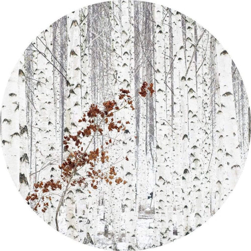 5104 R Wizard_Genius White Birch Forest Carta Da Parati In Tessuto Non Tessuto 140X140cm Rotonda | Yourdecoration.it