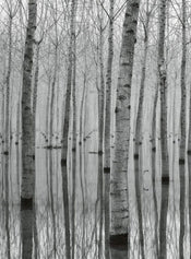 5122 4 Wizard_Genius Birch Forest In The Water Carta Da Parati In Tessuto Non Tessuto 192X260cm 4 Strisce | Yourdecoration.it