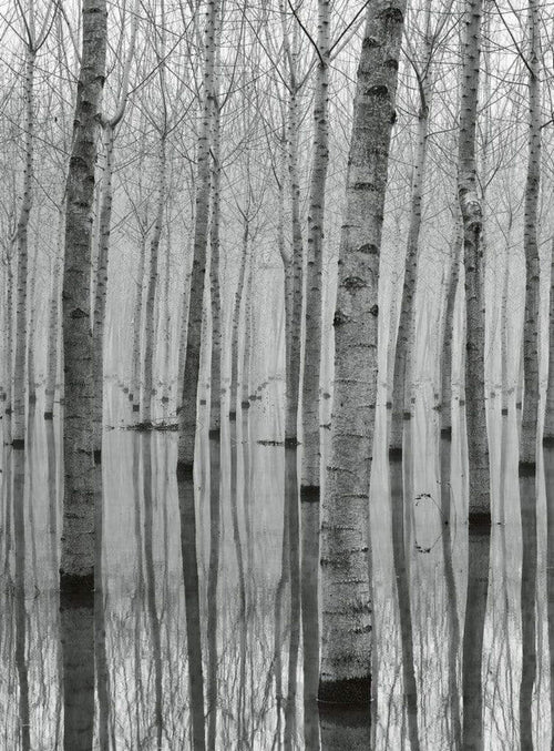 5122 4 Wizard_Genius Birch Forest In The Water Carta Da Parati In Tessuto Non Tessuto 192X260cm 4 Strisce | Yourdecoration.it