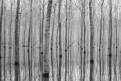 5122 8 Wizard_Genius Birch Forest In The Water Carta Da Parati In Tessuto Non Tessuto 384X260cm 8 Strisce_16F30214 A6Da 4A7F Be4E 23F31D2E166F | Yourdecoration.it