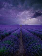 5148 4 Wizard_Genius Field Of Lavender Carta Da Parati In Tessuto Non Tessuto 192X260cm 4 Strisce | Yourdecoration.it