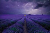 5148 8 Wizard_Genius Field Of Lavender Carta Da Parati In Tessuto Non Tessuto 384X260cm 8 Strisce_04C672C5 0933 42Ba 8839 762Ae1B8Aedb | Yourdecoration.it