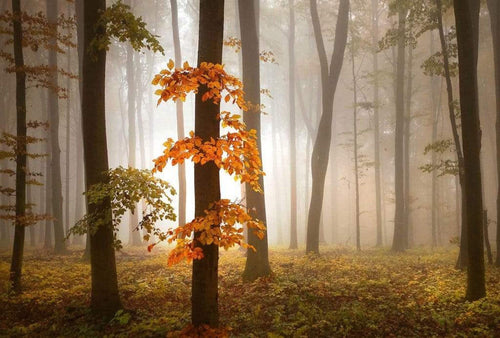 5153 8 Wizard_Genius Foggy Autumn Forrest Carta Da Parati In Tessuto Non Tessuto 384X260cm 8 Strisce_Ee7A75Cb 725C 4A3C A520 3076789D90Bf | Yourdecoration.it