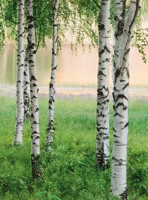 5424 4 Wizard_Genius Nordic Forest Carta Da Parati In Tessuto Non Tessuto 192X260cm 4 Strisce | Yourdecoration.it