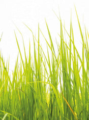 5447 4 Wizard_Genius High Grass Carta Da Parati In Tessuto Non Tessuto 192X260cm 4 Strisce | Yourdecoration.it