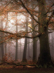 5450 4 Wizard_Genius Foggy Autumn Forest Carta Da Parati In Tessuto Non Tessuto 192X260cm 4 Strisce | Yourdecoration.it