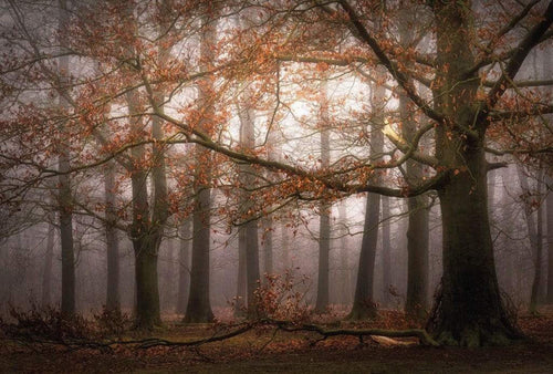 5450 8 Wizard_Genius Foggy Autumn Forest Carta Da Parati In Tessuto Non Tessuto 384X260cm 8 Strisce_B49142D6 1E71 4375 8Ad4 A30B57857Ca7 | Yourdecoration.it