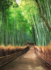 5460 4 Wizard_Genius Bamboo Grove Kyoto Carta Da Parati In Tessuto Non Tessuto 192X260cm 4 Strisce | Yourdecoration.it