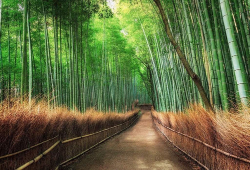 5460 8 Wizard_Genius Bamboo Grove Kyoto Carta Da Parati In Tessuto Non Tessuto 384X260cm 8 Strisce_827B728F A117 4E9C 9Ab4 A9F5Af624339 | Yourdecoration.it