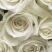 8 314 Komar A La Rose Carta Da Parati 368X254cm 8 Pannelli_E8E59Cf6 9F80 4D4B Bd2B 704B7B9111Df | Yourdecoration.it