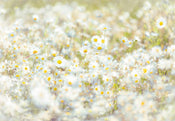 8 994 Komar Daisies Carta Da Parati 368X254cm 8 Pannelli | Yourdecoration.it