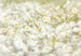 8 994 Komar Daisies Carta Da Parati 368X254cm 8 Pannelli | Yourdecoration.it