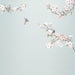 Komar Apple Bloom Tessuto Non Tessuto Carta Da Parati 250x250cm 5 strisce | Yourdecoration.it