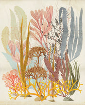 Komar Catchy Corals Tessuto Non Tessuto Carta Da Parati 200x250cm 2 strisce | Yourdecoration.it