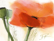 PGM PMG 03 Gerd Pflumm Faszination Mohn III Stampa Artistica 80x60cm | Yourdecoration.it