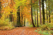 Dimex Autumn Forest Carta Da Parati In Tessuto Non Tessuto 375X250cm 5 Strisce_1691909C 8F62 47Cd 931F B7Cfef84187A | Yourdecoration.it
