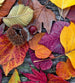 Dimex Autumn Leaves Carta Da Parati In Tessuto Non Tessuto 225X250cm 3 Strisce_81Ddbd5E Fefb 445A 9584 F1271270D072 | Yourdecoration.it