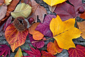 Dimex Autumn Leaves Carta Da Parati In Tessuto Non Tessuto 375X250cm 5 Strisce_Eec23D01 56E0 4353 Aadb 394Fed8Ba951 | Yourdecoration.it