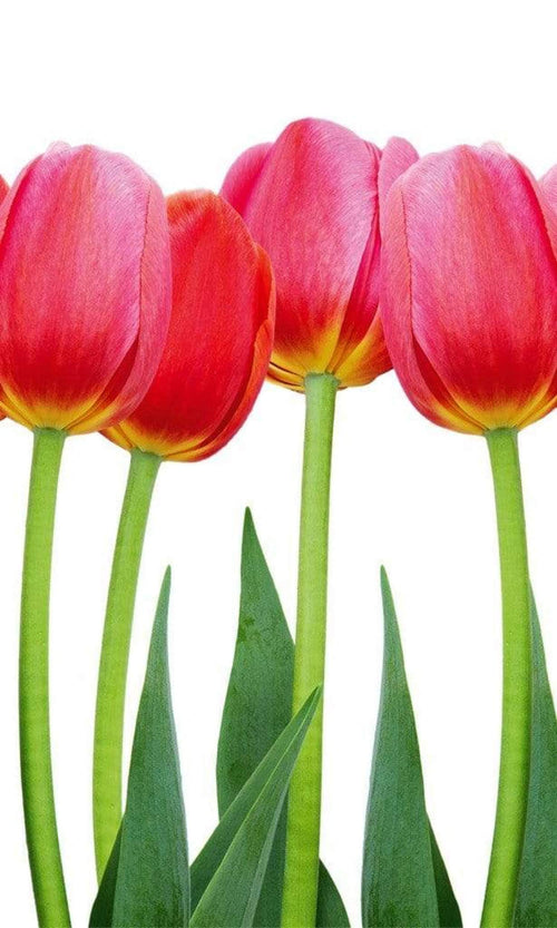 Dimex Bed Of Tulips Carta Da Parati In Tessuto Non Tessuto 150X250cm 2 Strisce_2B1F032C 4584 46Ab B93E 4B16F0C8Eb1C | Yourdecoration.it