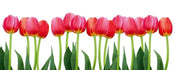 Dimex Bed Of Tulips Carta Da Parati In Tessuto Non Tessuto 375X150cm 5 Strisce_5E1F50A6 8D7F 490A B46A Ad70C99C4Ce0 | Yourdecoration.it