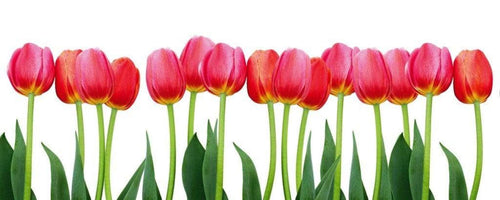 Dimex Bed Of Tulips Carta Da Parati In Tessuto Non Tessuto 375X150cm 5 Strisce_5E1F50A6 8D7F 490A B46A Ad70C99C4Ce0 | Yourdecoration.it