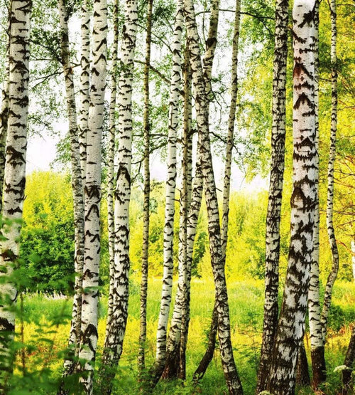 Dimex Birch Forest Carta Da Parati In Tessuto Non Tessuto 225X250cm 3 Strisce_De8Ec15A C4B7 48D8 Abbc 2C01905536A8 | Yourdecoration.it