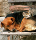 Dimex Cat And Dog Carta Da Parati In Tessuto Non Tessuto 225X250cm 3 Strisce_1260Fa63 4639 4D65 B4Ef E2D5Fa7F5B62 | Yourdecoration.it