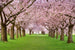 Dimex Cherry Trees Carta Da Parati In Tessuto Non Tessuto 375X250cm 5 Strisce_24Ff84Ac 21Bd 4Ecc 86Dd 7Df29398Ed0F | Yourdecoration.it