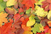 Dimex Colourful Leaves Carta Da Parati In Tessuto Non Tessuto 375X250cm 5 Strisce_Ae3D7599 B830 4Fd1 A178 896E0690B141 | Yourdecoration.it