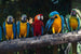 Dimex Colourful Macaw Carta Da Parati In Tessuto Non Tessuto 375X250cm 5 Strisce_419644Ab 95A2 4Cf8 91F4 F1826D9028F7 | Yourdecoration.it