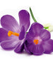 Dimex Crocus Carta Da Parati In Tessuto Non Tessuto 225X250cm 3 Strisce_0A808Ced 4Cce 4Dc9 B352 49B38B4A51C9 | Yourdecoration.it