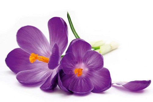 Dimex Crocus Carta Da Parati In Tessuto Non Tessuto 375X250cm 5 Strisce_Aa11A223 F8D7 45D4 B9Ff 0Df5Dc6B41Ce | Yourdecoration.it