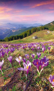 Dimex Crocuses At Spring Carta Da Parati In Tessuto Non Tessuto 150X250cm 2 Strisce_E67Df5Da 982C 4633 9Bb1 8Dd515737040 | Yourdecoration.it