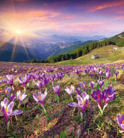 Dimex Crocuses At Spring Carta Da Parati In Tessuto Non Tessuto 225X250cm 3 Strisce_24D130E4 461F 40Db A190 3F7711E062F2 | Yourdecoration.it