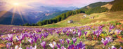 Dimex Crocuses At Spring Carta Da Parati In Tessuto Non Tessuto 375X150cm 5 Strisce_0D298417 1Ece 4Ceb Bc6D 62F29Cd75079 | Yourdecoration.it