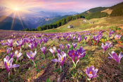 Dimex Crocuses At Spring Carta Da Parati In Tessuto Non Tessuto 375X250cm 5 Strisce_8324A9B5 48B7 4C2C 8D55 Bf054085Fc97 | Yourdecoration.it