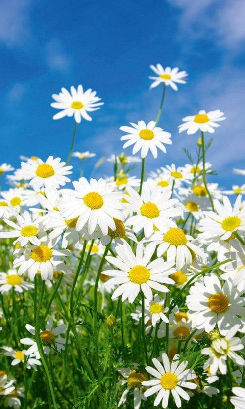 Dimex Daisies Carta Da Parati In Tessuto Non Tessuto 150X250cm 2 Strisce_35Ae5D4D A884 4698 B865 696Bda952291 | Yourdecoration.it