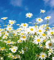 Dimex Daisies Carta Da Parati In Tessuto Non Tessuto 225X250cm 3 Strisce_75Fa507E Cef5 4Ac1 Aee8 62D6Df876926 | Yourdecoration.it