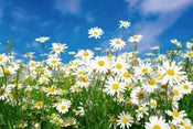 Dimex Daisies Carta Da Parati In Tessuto Non Tessuto 375X250cm 5 Strisce_A0C33E48 4Cd8 4B14 870F D207Bb1E6A37 | Yourdecoration.it